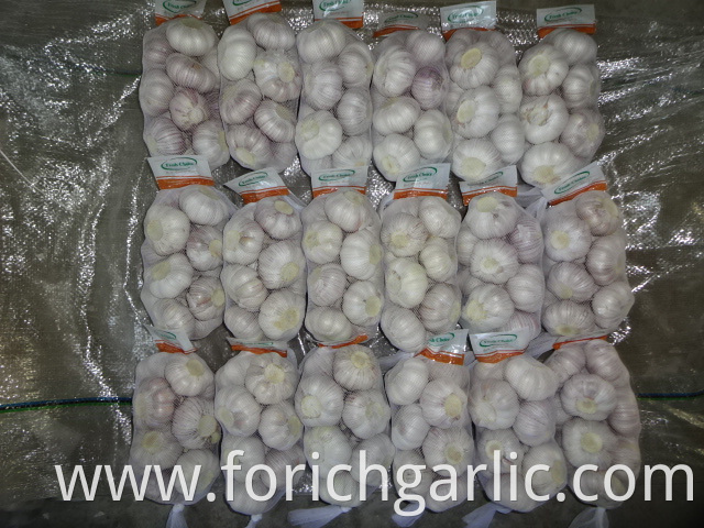 5 0cm Fresh Normal Garlic